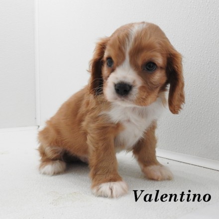 puppy, for, sale, Cock A Lier, Joe & Cherri  Overlease, dog, breeder, Miller, MO, dog-breeder, puppy-for-sale, forsale, nearby, find, puppyfind, locator, puppylocator, aca